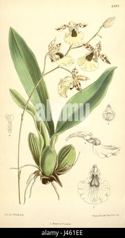 Illustration botanique d'Oncidium dasytyle, une espèce d'orchidée, tirée de la série botanique de Curtis en 1880. Banque D'Images