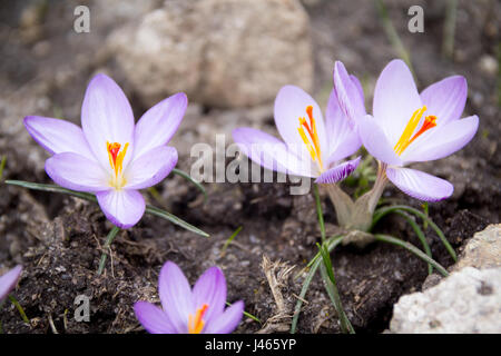 Fleurs sauvages tourné sur une randonnée dans la haute vallée de la Restonica corse Banque D'Images