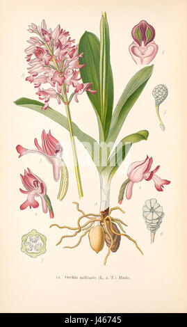 Orchis militaris est une espèce d'orchidée originaire d'Europe, connue pour sa fleur distinctive ressemblant aux uniformes militaires, une caractéristique unique qui la distingue dans les études botaniques. Banque D'Images