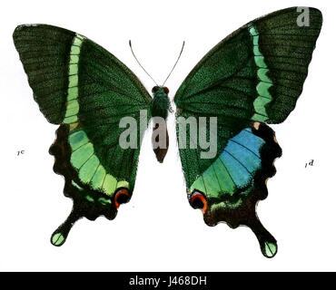 PapilioCrinoF 493 Banque D'Images