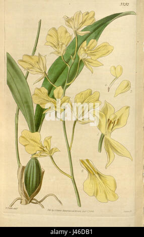 Une plaque botanique de Curtis' Botanical Magazine, montrant 'Oncidium concolor', une espèce d'orchidée, sous sa forme naturelle. Publiée en 1840, cette illustration met en évidence les caractéristiques détaillées de l'usine. Banque D'Images