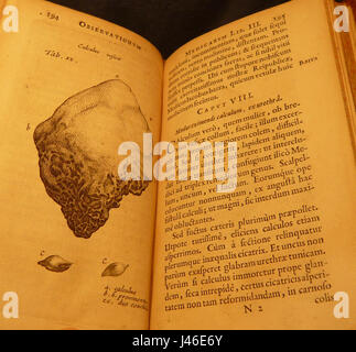 Nicolaes Tulp 1641 capvt 3de viii cathalina Banque D'Images