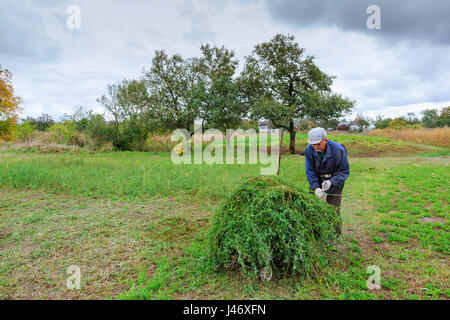 Agriculteur de vieux vêtements tond l'herbe dans le domaine fermier tond le gazon Banque D'Images