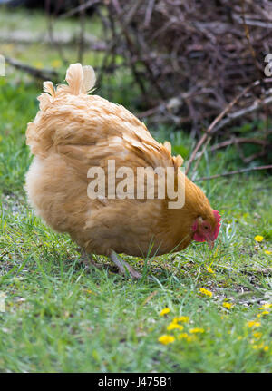 Free Range Buff Orpington hen avec plumage bronzage doré de manger des céréales dans les champs de pissenlits en premier plan et des brindilles à l'arrière. Face à la droite. Banque D'Images