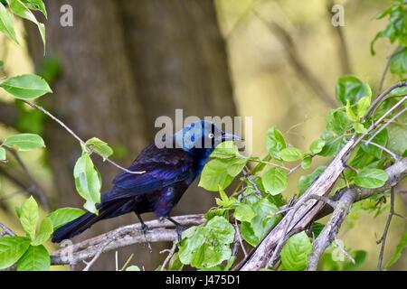 Quiscale bronzé (Quiscalus quiscula) percged sur une branche Banque D'Images