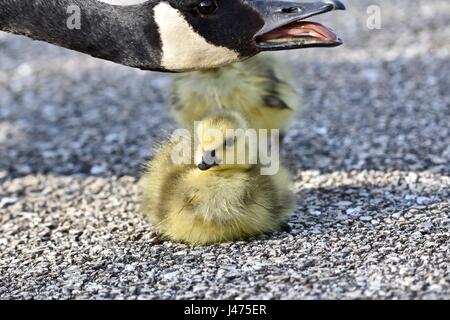 Nouveau-né des oies (Branta canadensis) ou oison protégée par leur mère Banque D'Images