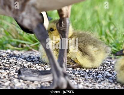 Nouveau-né des oies (Branta canadensis) ou oison protégée par leur mère Banque D'Images