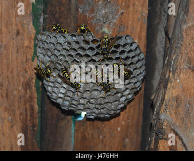 Polist guêpes. Le nid d'une famille de guêpes qui est pris un close-up. Banque D'Images