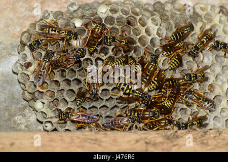 Polist guêpes. Le nid d'une famille de guêpes qui est pris un close-up. Banque D'Images