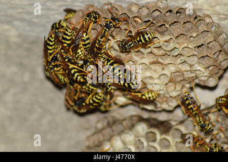 Polist guêpes. Le nid d'une famille de guêpes qui est pris un close-up. Banque D'Images