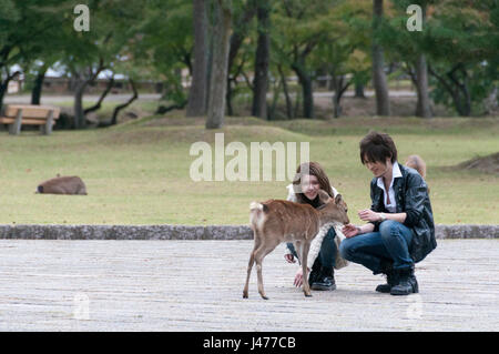 Jeune couple jouant avec les cerfs dans le parc Banque D'Images