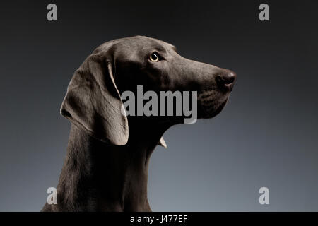 Close-up Portrait braque de chien dans le profil Voir sur gradient blanc Banque D'Images