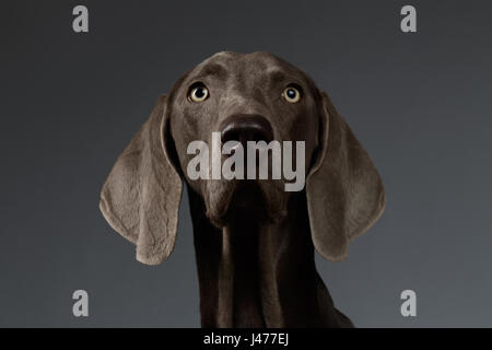 Close-up Portrait of braque de chien à la recherche de l'appareil photo, gradient blanc Banque D'Images