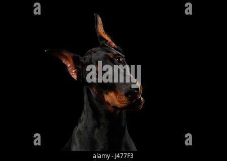 Libre Dobermann Dog curieux à la caméra, en noir isolé Banque D'Images