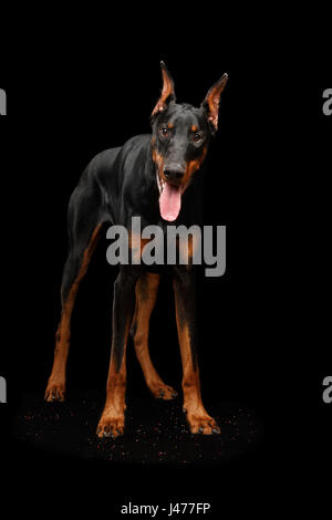 Dobermann Chien et à la caméra intégrée, noir isolé Banque D'Images