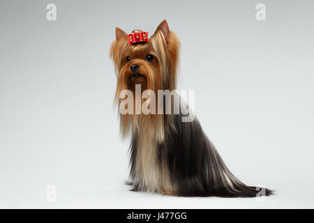 Chien Yorkshire Terrier damées siège au White Banque D'Images