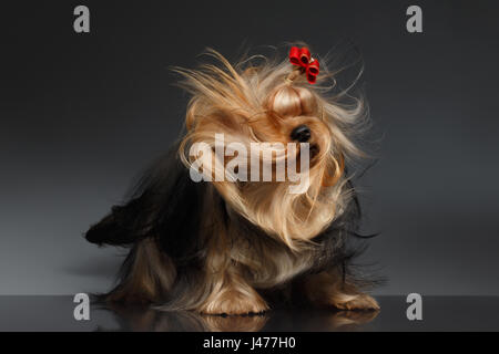 Chien Yorkshire Terrier en secouant sa tête sur le miroir noir Banque D'Images