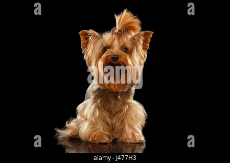 Libre de Yorkshire Terrier Dog Standing on Black Mirror Banque D'Images