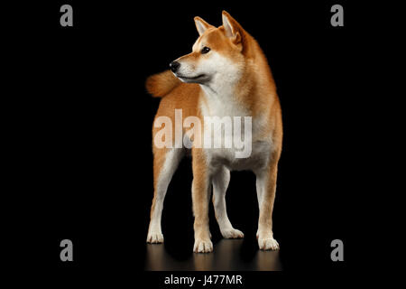 Rouge pédigrée Shiba Inu Chien isolé sur fond noir Banque D'Images
