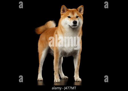 Rouge pédigrée Shiba Inu Chien isolé sur fond noir Banque D'Images