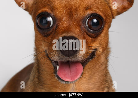 Sourire Gros plan terrier Toy marron sur fond blanc Banque D'Images