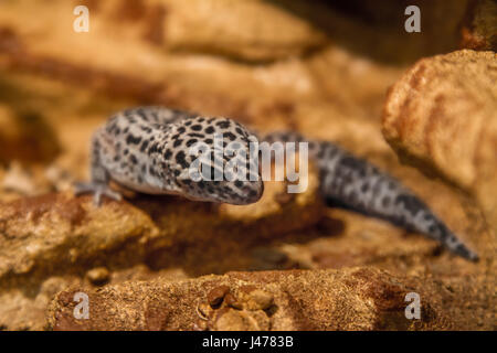 L'image d'un reptile des animaux exotiques eublepharis repéré sur les rochers Banque D'Images