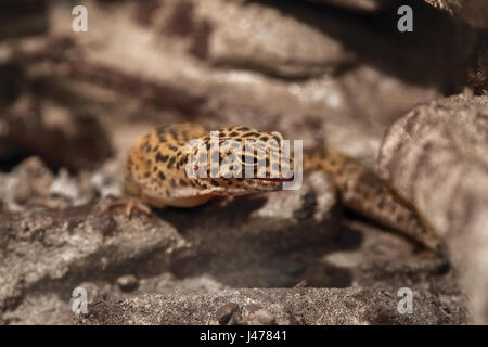 L'image d'un reptile des animaux exotiques eublepharis repéré sur les rochers Banque D'Images