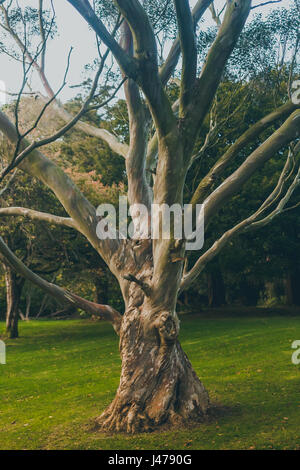 Un ancien arbre gnarly poussant sur un pré herbeux situé à tollymore Forest Park à Newcastle, comté de Down, Irlande du Nord, Royaume-Uni. Banque D'Images