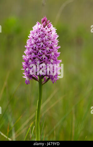 Inflorescence rose sauvage d'Orchidée pyramidale (Anacamptis pyramidalis) sur un point de fond. Serra da Arrabida, le Portugal. Banque D'Images