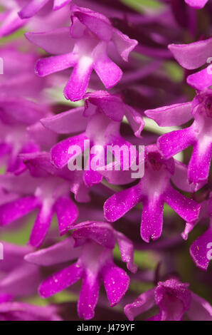 Closeup détail de Wild Orchid pyramidal (Anacamptis pyramidalis) fleurs roses. Labelle, pétales et sépales bien visibles. Serra da Arrabida, Portugal Banque D'Images