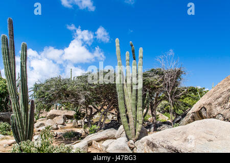 Épines du cactus vert dans un jardin de roche d'Aruba Banque D'Images