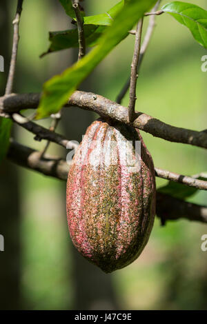 Une cabosse contenant des grains de cacao utilisé pour la fabrication du chocolat sur un arbre Theobroma cacao, Grenade, Antilles, Caraïbes Banque D'Images