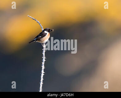 Un mâle Stonechat (Saxicola torquata) perché avec des aliments prêts à s'envoler vers son nid et c'est les poussins, Pembrokeshire Banque D'Images