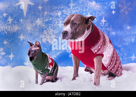 Maison de vacances de Noël 113 et d'un Sphinx sans poils de chat avec des chandails de Noël flocon de neige bleu background Banque D'Images