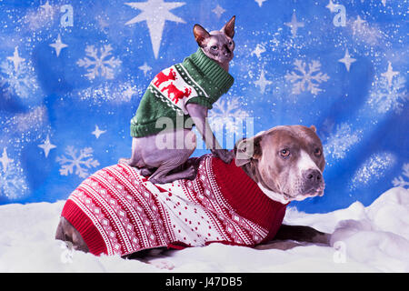 Maison de vacances portrait d'un pitbull et un chat sphynx dans pulls de Noël avec flocon de neige bleu background Banque D'Images