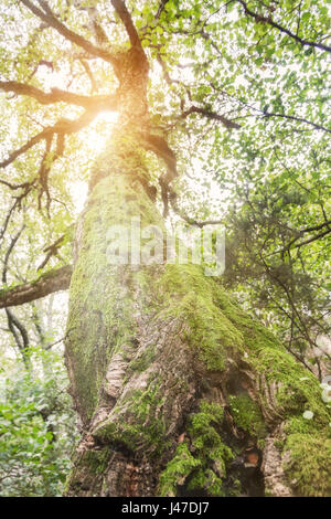 Arbre illuminé par des rayons à travers le brouillard au matin de l'hiver, à Tarifa, Cadiz, Espagne. Banque D'Images