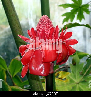 La flamme de l'Asie du Sud-Est (Etlingera elatior fleur de gingembre) Banque D'Images