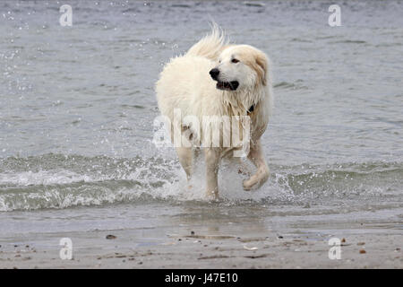 Un grand chien Pyrénées profiter d'une journée à la plage Banque D'Images