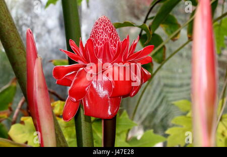 La flamme de l'Asie du Sud-Est (Etlingera elatior fleur de gingembre) Banque D'Images