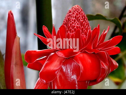 La flamme de l'Asie du Sud-Est (Etlingera elatior fleur de gingembre) Banque D'Images