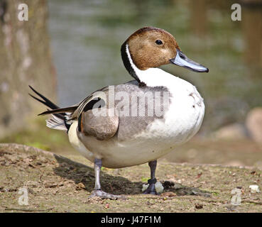 Le Canard pilet mâle Banque D'Images