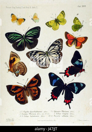 L'expédition de Novara Zoologische Theil Lepidoptera Atlas TAF 278 est une illustration scientifique détaillée de l'expédition de Novara. Cette plaque, qui fait partie de la section des lépidoptères (papillons et papillons), présente diverses espèces de lépidoptères provenant des découvertes de l'expédition. Banque D'Images