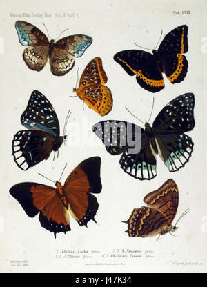 Ce titre fait référence à une plaque spécifique (TAF 5) de la 'section Zoologique de l'expédition de Novara', présentant divers lépidoptères (papillons et papillons de nuit). Les illustrations fournissent des informations précieuses sur les espèces étudiées au cours de l'expédition. Banque D'Images