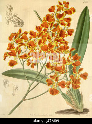Une illustration botanique d'Oncidium forbesii, une espèce d'orchidée, a été publiée dans Curtis's Botanical Magazine en 1839. Cette espèce est connue pour ses fleurs distinctives et est originaire des Amériques. Banque D'Images