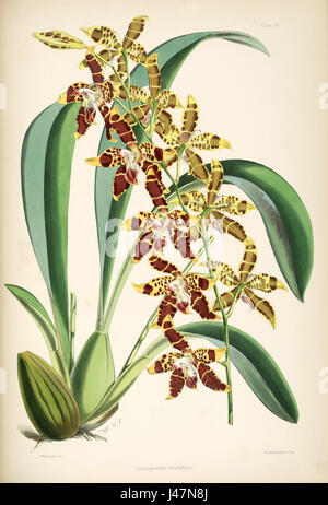 Une illustration de l'orchidée Odontoglossum spectatissimum, précédemment identifiée comme triomphes d'Odontoglossum, tirée de la monographie de Bateman sur l'espèce. Banque D'Images