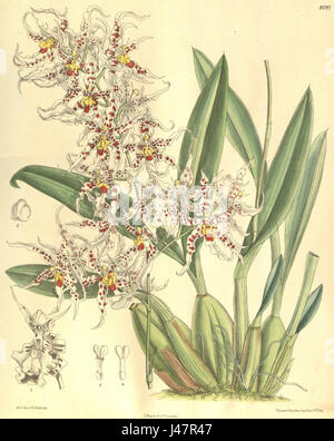 'Odontoglossum naevium' est une espèce d'orchidée présentée dans le magazine Botanical de Curtis. L'illustration de 1906 met en valeur les détails complexes des fleurs de l'orchidée et leurs motifs distinctifs. Banque D'Images