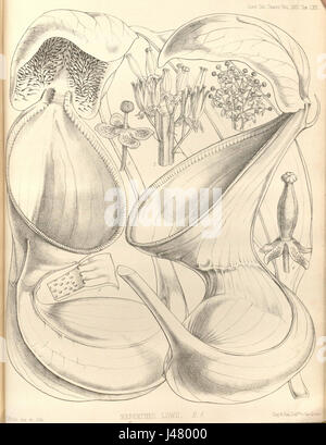 Nepenthes lowii, une espèce de lanceur, a été discutée dans le volume de 1859 des transactions of the Linnean Society of London, soulignant ses caractéristiques botaniques et sa classification au sein du genre Nepenthes. Banque D'Images