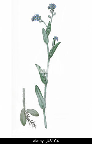 Myosotis arvensis, communément appelé le champ Forget-me-not, est une plante à fleurs de la famille des Boraginacées. Cette espèce se trouve dans une variété d'environnements, souvent dans les prairies et le long des routes, et est remarquable pour ses petites fleurs bleues. Banque D'Images