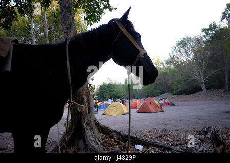 Le camping à El Mirador un grand établissement maya précolombienne, situé dans un site distant en pleine jungle dans le nord du département d'El Petén, Guatemala Banque D'Images