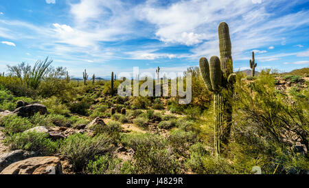 Cholla, Saguaro, Cactus du fourreau et la société dans le semi-désert paysage de Usery Mountain Regional Park près de Phoenix, Arizona Banque D'Images